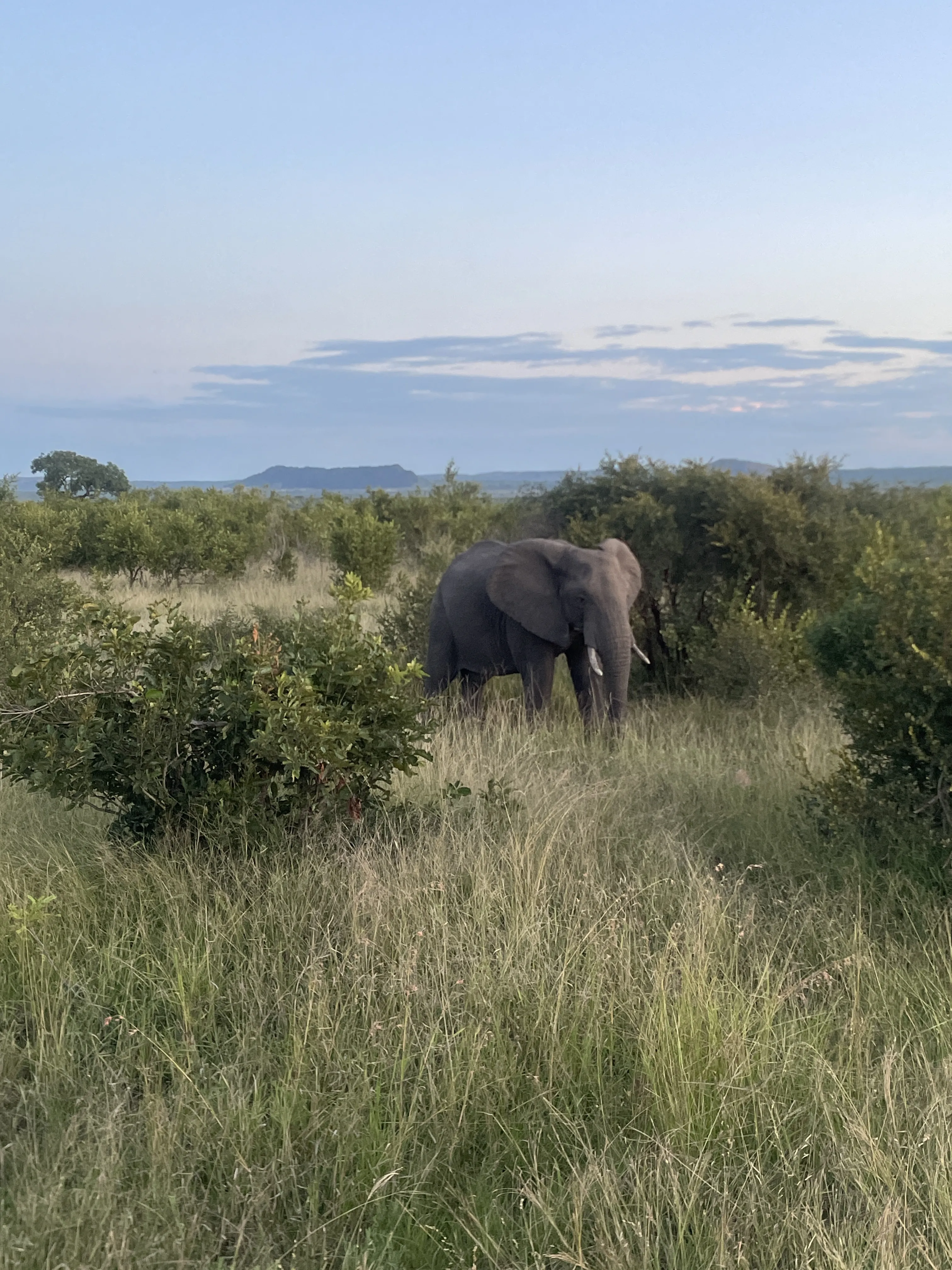 South African bush landscape